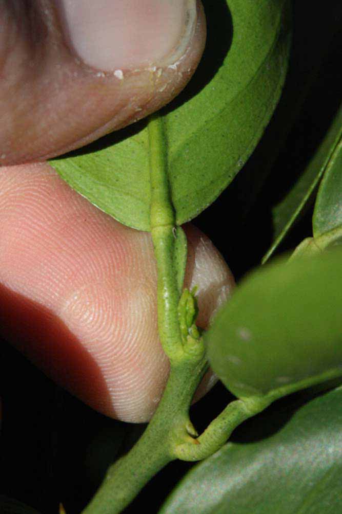              Petiole (Riverside, CA)       